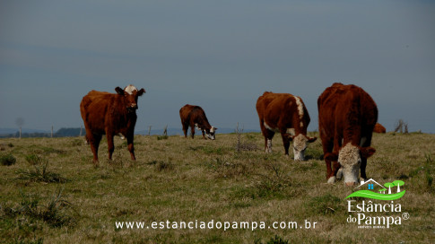 DOS EÓLICOS VIRA P FAZENDA_Moment.00_03_32_16.Quadro514_701f0c555e93243f9838238a5c8999b4a0977606.jpg